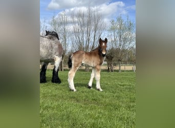 Trait belge, Étalon, 1 Année, Roan-Bay