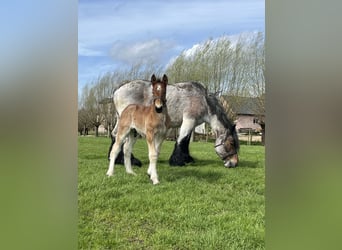 Trait belge, Étalon, 1 Année, Roan-Bay