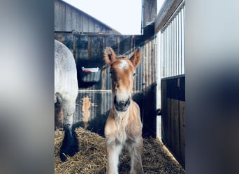 Trait belge, Étalon, 1 Année, Roan-Bay