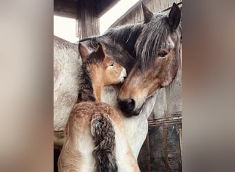 Trait belge, Étalon, 1 Année, Roan-Bay