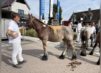 Trait belge, Étalon, 1 Année, Roan-Bay