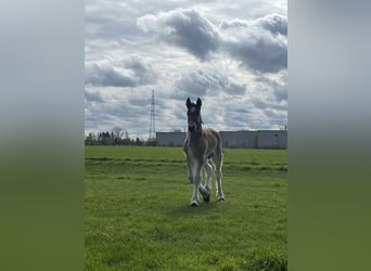 Trait belge, Étalon, 1 Année, Roan-Bay