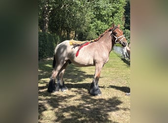 Trait belge, Étalon, 1 Année, Roan-Bay