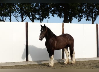 Trait belge, Étalon, 2 Ans, 160 cm, Bai cerise