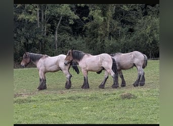 Trait belge, Étalon, 3 Ans, Aubère