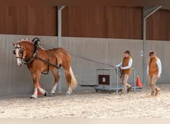 Trait belge, Étalon, 4 Ans, 190 cm