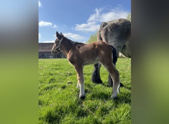 Trait belge, Étalon, Poulain (04/2025), Roan-Bay