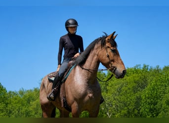 Trait belge Croisé, Hongre, 11 Ans, Rouan Rouge