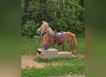 Trait belge, Hongre, 13 Ans, 163 cm, Alezan cuivré