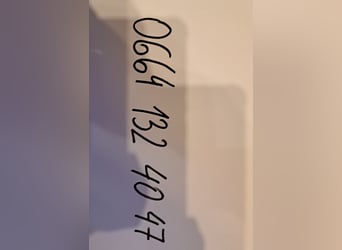 Trait belge, Hongre, 13 Ans, 170 cm