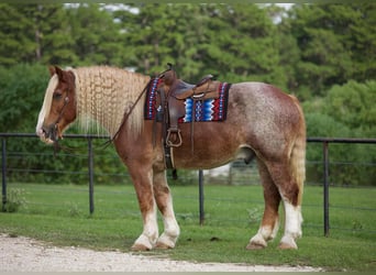 Trait belge, Hongre, 17 Ans, Rouan Rouge