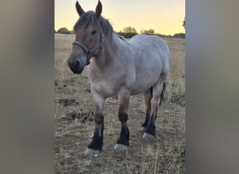 Trait belge, Hongre, 2 Ans, 148 cm, Aubère