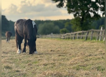 Trait belge Croisé, Hongre, 3 Ans, 160 cm, Noir