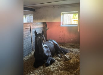 Trait belge Croisé, Hongre, 3 Ans, 160 cm, Noir