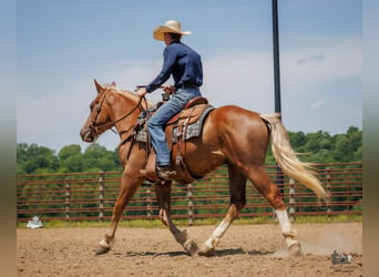 Trait belge Croisé, Hongre, 3 Ans, Alezan cuivré
