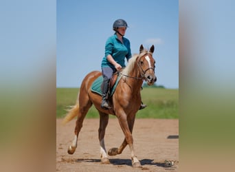 Trait belge Croisé, Hongre, 3 Ans, Alezan cuivré