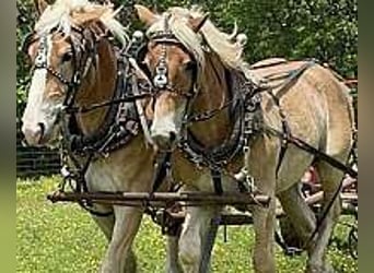 Trait belge, Hongre, 4 Ans, 152 cm, Alezan cuivré