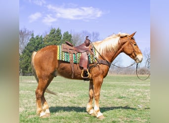Trait belge, Hongre, 4 Ans, 160 cm, Alezan brûlé