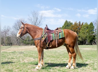 Trait belge, Hongre, 4 Ans, 160 cm, Alezan brûlé