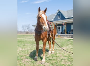 Trait belge, Hongre, 4 Ans, 160 cm, Alezan brûlé
