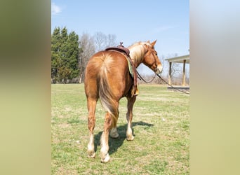Trait belge, Hongre, 4 Ans, 160 cm, Alezan brûlé