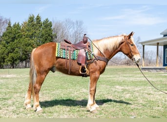 Trait belge, Hongre, 4 Ans, 160 cm, Alezan brûlé