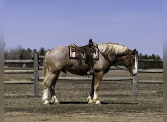 Trait belge, Hongre, 4 Ans, 168 cm