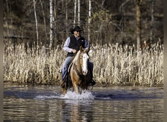 Trait belge, Hongre, 4 Ans, 168 cm