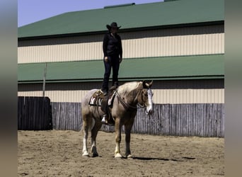 Trait belge, Hongre, 4 Ans, 168 cm