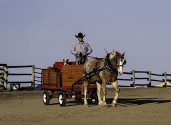 Trait belge, Hongre, 4 Ans, 168 cm