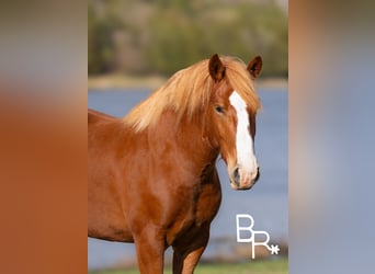 Trait belge, Hongre, 5 Ans, 152 cm, Alezan cuivré