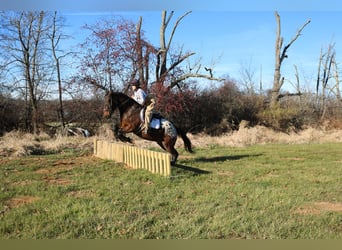 Trait belge Croisé, Hongre, 5 Ans, 160 cm, Bai cerise