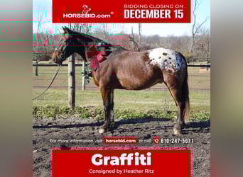 Trait belge Croisé, Hongre, 5 Ans, 160 cm, Bai cerise