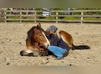 Trait belge Croisé, Hongre, 5 Ans, 163 cm, Bai cerise