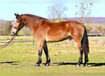 Trait belge Croisé, Hongre, 5 Ans, 163 cm, Bai cerise