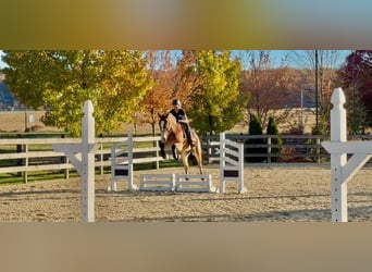 Trait belge Croisé, Hongre, 5 Ans, 163 cm, Bai cerise