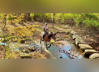 Trait belge Croisé, Hongre, 5 Ans, 163 cm, Bai cerise