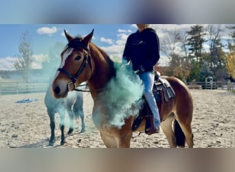 Trait belge Croisé, Hongre, 5 Ans, 163 cm, Bai cerise