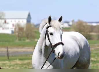 Trait belge, Hongre, 5 Ans, 163 cm, Gris