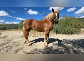 Trait belge, Hongre, 5 Ans, 173 cm, Alezan cuivré