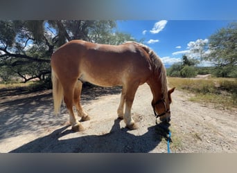 Trait belge, Hongre, 5 Ans, 173 cm, Alezan cuivré