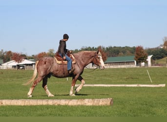Trait belge Croisé, Hongre, 5 Ans, 173 cm, Rouan Rouge
