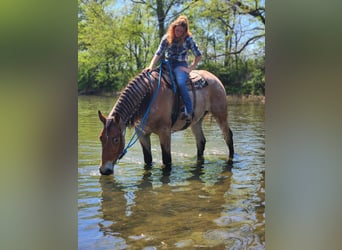 Trait belge, Hongre, 5 Ans, 183 cm, Roan-Bay