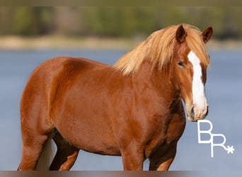 Trait belge, Hongre, 6 Ans, 152 cm, Alezan cuivré