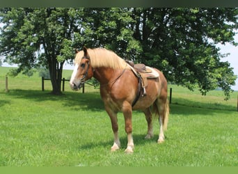 Trait belge, Hongre, 6 Ans, 170 cm, Alezan cuivré