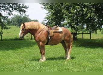 Trait belge, Hongre, 6 Ans, 170 cm, Alezan cuivré