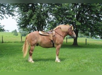 Trait belge, Hongre, 6 Ans, 170 cm, Alezan cuivré