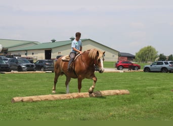 Trait belge, Hongre, 6 Ans, 170 cm, Alezan cuivré