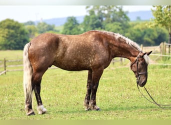 Trait belge Croisé, Hongre, 6 Ans, 183 cm
