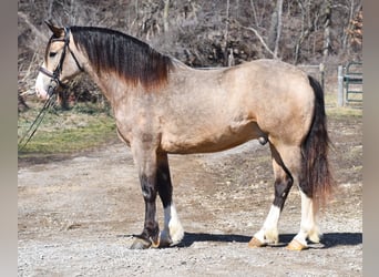 Trait belge Croisé, Hongre, 6 Ans, Buckskin